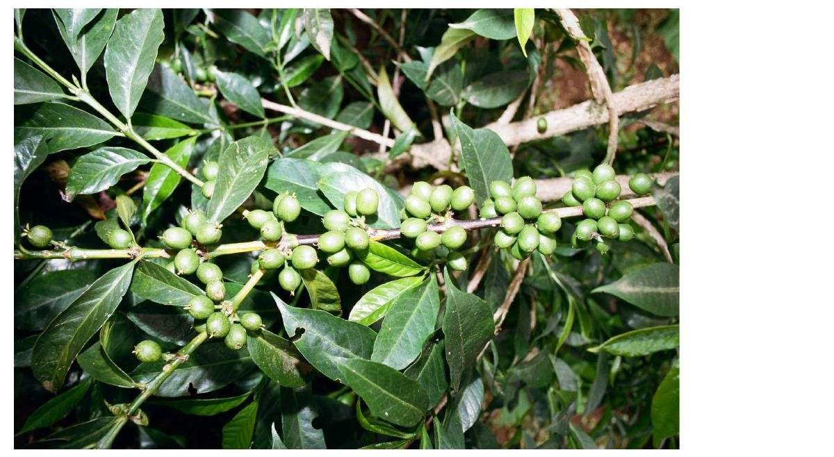 Green coffee cherries, Guji Zone